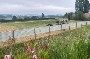 Visite de la Ferme Gers Autruches