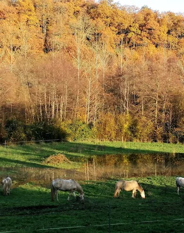 Centre équestre Equi Ose