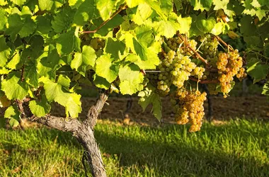 Autour de Caupenne – Variante – à pied