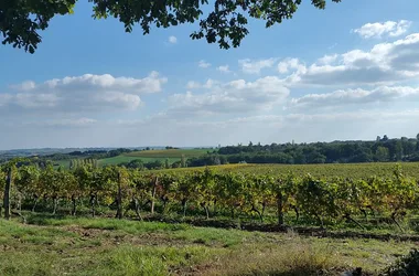 uitzicht op de wijngaard