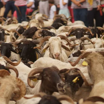 Artisanat et transhumance au Musée du Paysan Gascon