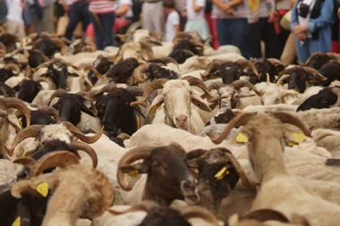 Artisanat et transhumance au Musée du Paysan Gascon