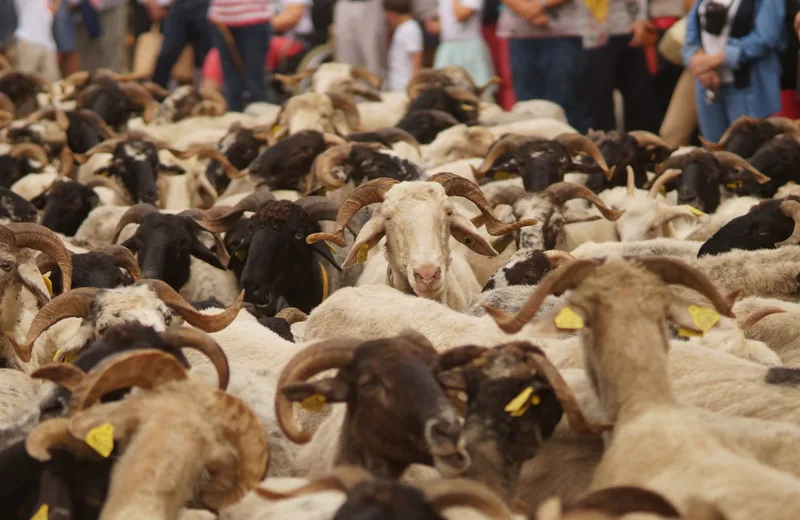 Artisanat et transhumance au Musée du Paysan Gascon