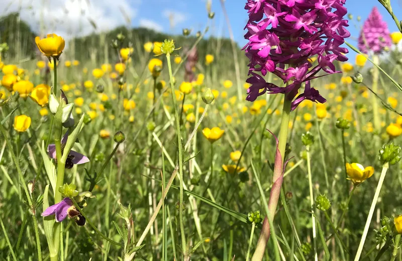 Séjour sans bagnole : le circuit des orchidées au printemps