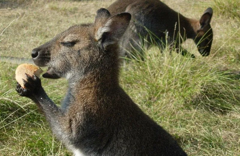 kangaroo park