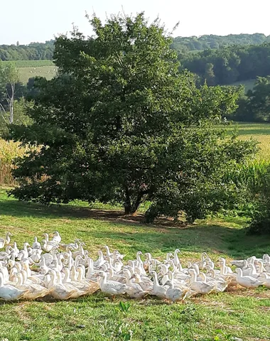 Visite à la Ferme Sempé