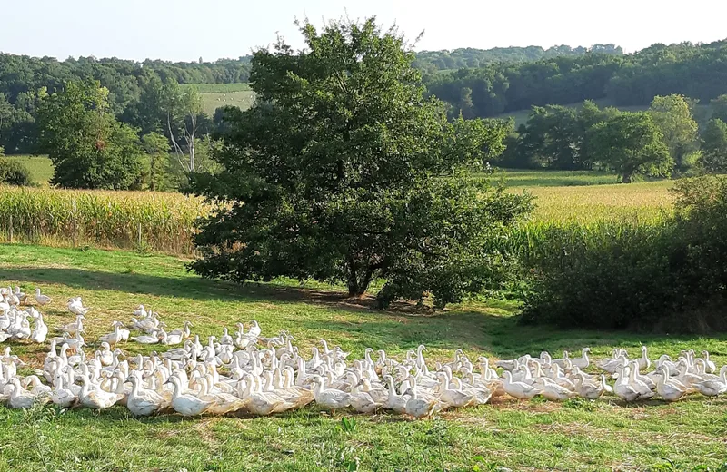 Visite à la Ferme Sempé