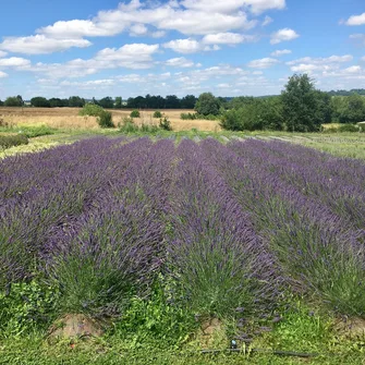 Domaine d’Elusa