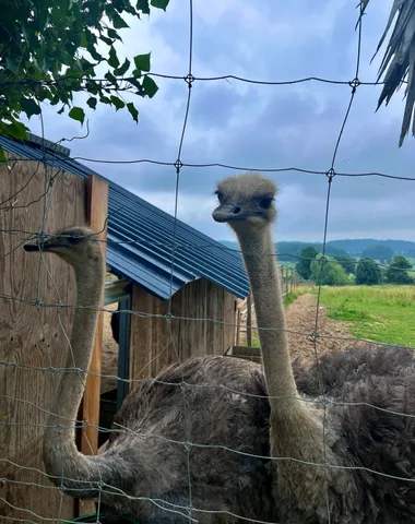 Visite de la Ferme Gers Autruches