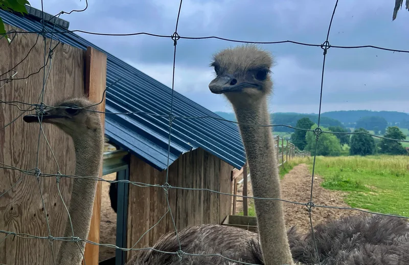 Visite de la Ferme Gers Autruches