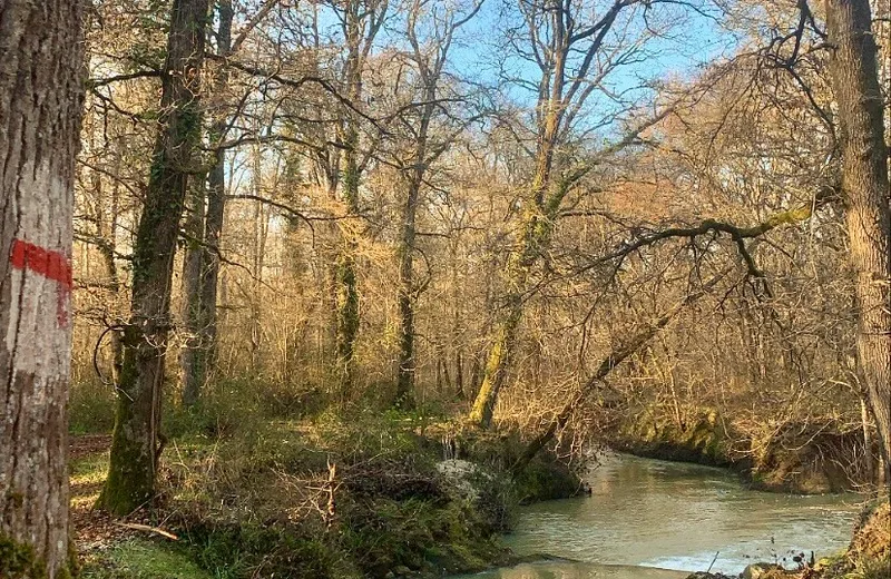 Forêt de Monlezun d'Armagnac