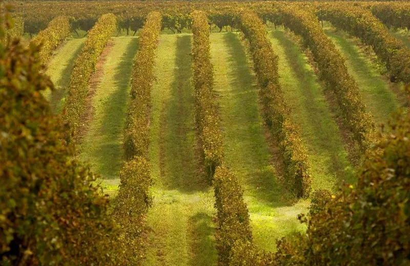 Le Bois de Pessale – à pied