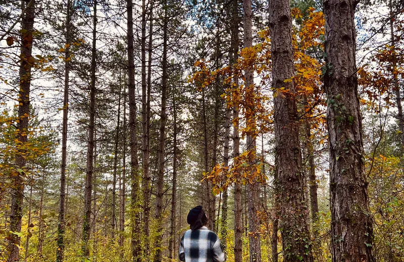 La forêt départementale de Sorbets