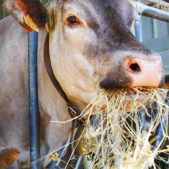 Visite de la Ferme du Péré