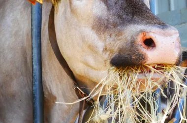 Visite de la Ferme du Péré