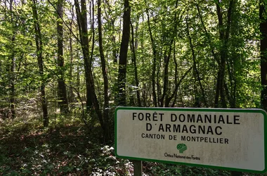 Forêt de Montpellier