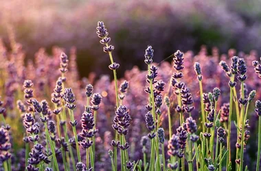 Séjour sans bagnole : le circuit des orchidées au printemps