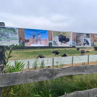 Visite de la Ferme Gers Autruches