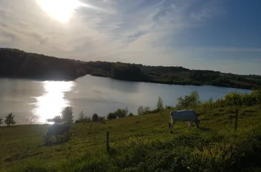 Uitzicht vanaf het Domaine met het meer van Saint-Laurent en de koeien van het Domaine (de Mirandaises)