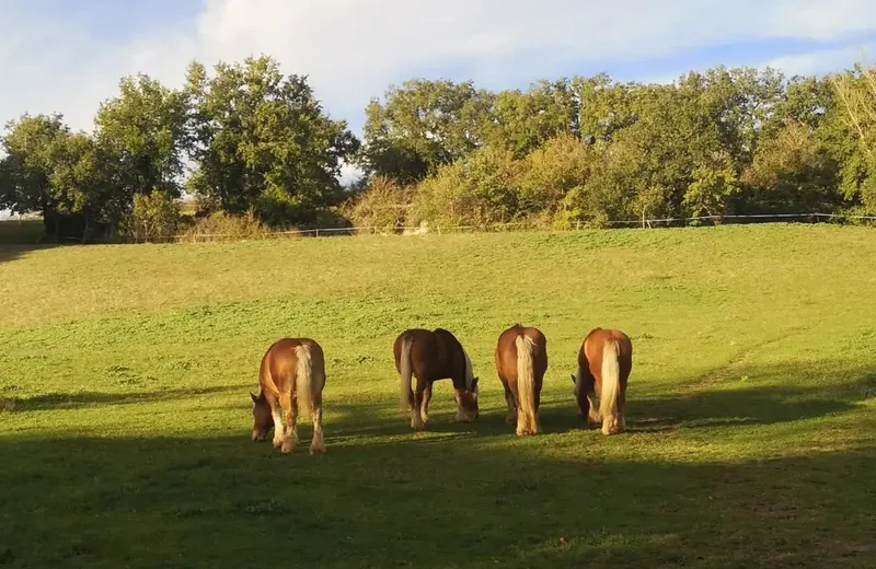 La granja de caballos