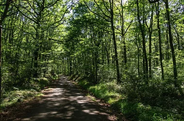 La forêt de Montpellier