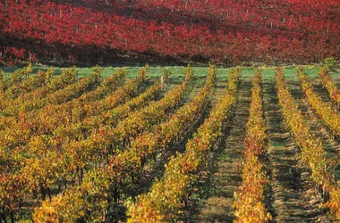 Sur les vignobles de Castelnau d'Auzan