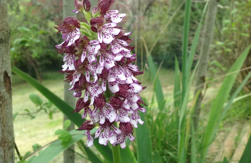 orchidée sauvage