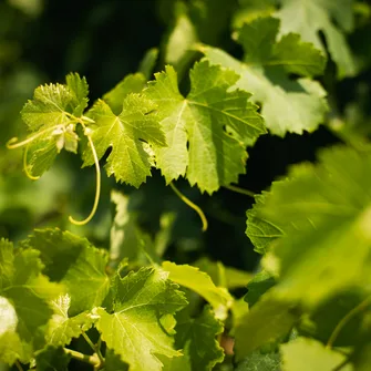 De la vigne au vin