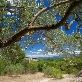 Yoga sur la colline des Mourgues