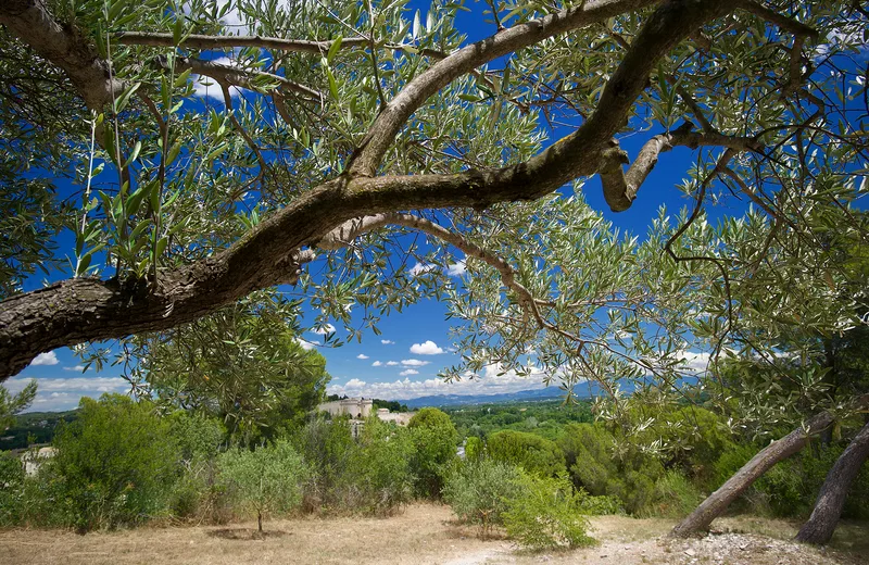 Yoga sur la colline des Mourgues