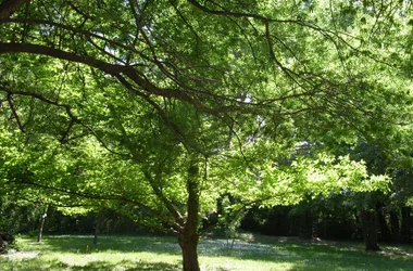 Camping du Parc des Libertés