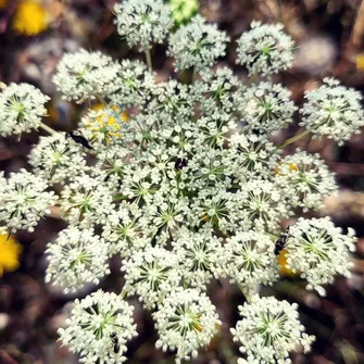 Découverte des plantes sauvages comestibles