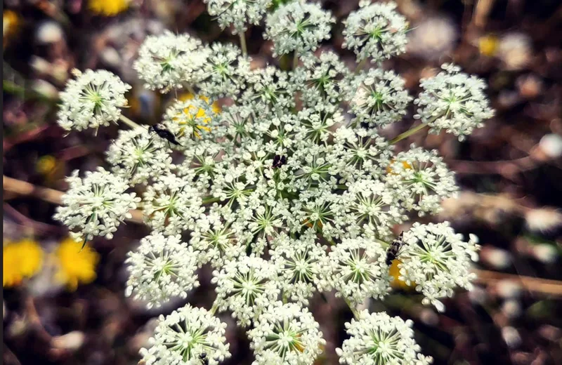 Découverte des plantes sauvages comestibles