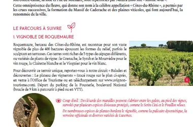 Balade & Découverte – Le plateau des vignerons