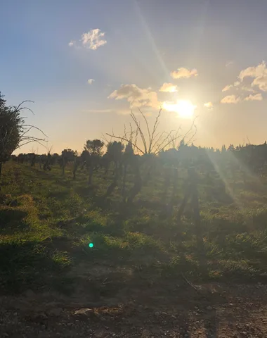 Vignobles des Templiers – Château d’Aiguilhon