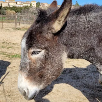 FERME PÉDAGOGIQUE COCOTTE ET TONTON : VISITE EN FAMILLE