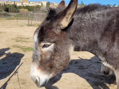 FERME PÉDAGOGIQUE COCOTTE ET TONTON : VISITE EN FAMILLE