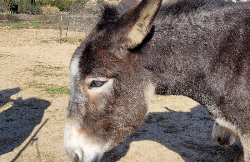 FERME PÉDAGOGIQUE COCOTTE ET TONTON : VISITE EN FAMILLE