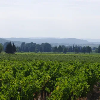 VISITE DÉCOUVERTE DE L’AGROFORESTERIE À MASSAMIER LA MIGNARDE