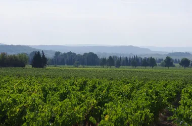 VISITE DÉCOUVERTE DE L’AGROFORESTERIE À MASSAMIER LA MIGNARDE