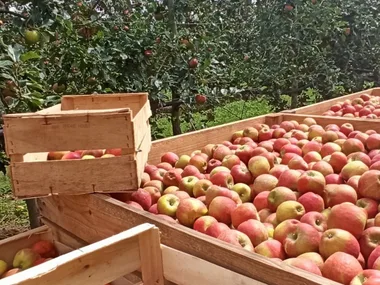 DE FERME EN FERME EN MONTAGNE NOIRE – LES ARES VERTS