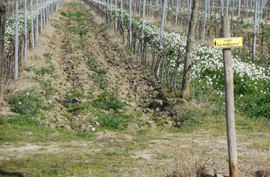 18-P-ALAIRAC-LAVALETTE-La Malepère (30)