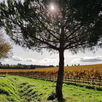 Du sentier des traces…aux pas des pèlerins