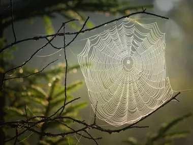 ATELIER BIODIVERSITÉ : L’ÉLOGE DE L’ARAIGNÉE