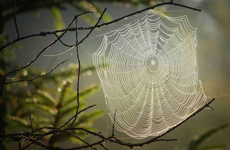 ATELIER BIODIVERSITÉ : L’ÉLOGE DE L’ARAIGNÉE