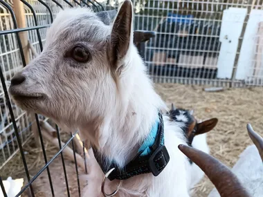 FERME PÉDAGOGIQUE COCOTTE ET TONTON : BÉBÉS FERMIERS