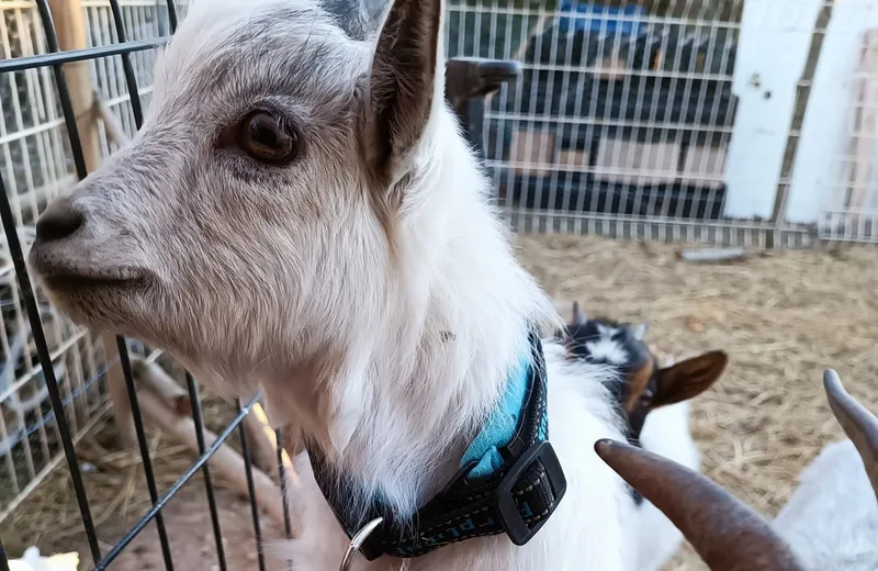 FERME PÉDAGOGIQUE COCOTTE ET TONTON : BÉBÉS FERMIERS