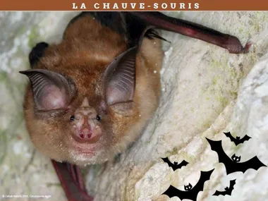 CONFÉRENCE LA NUIT D’HALLOWEEN : LA CHAUVE-SOURIS