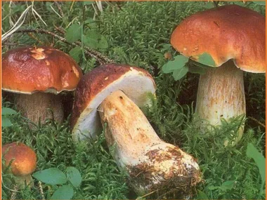 ET SI NOUS PARLIONS “CHAMPIGNONS” – CONFÉRENCE