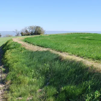 Du sentier des traces…aux pas des pèlerins